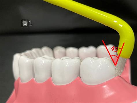 單數毛牙刷|單束毛牙間刷